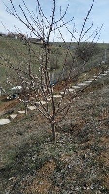 Name:  IMG_20190406_113706 (Copy).jpg
Views: 962
Size:  56.7 KB