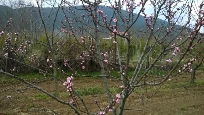 Name:  07.04.2019 bahe nektarin.jpg
Views: 782
Size:  60.4 KB