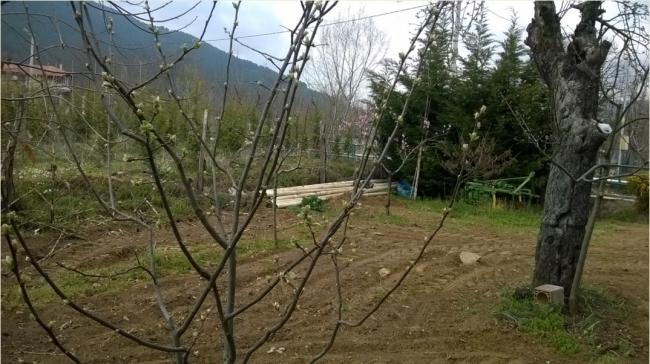 Name:  07.04.2019 bahe ayva.jpg
Views: 791
Size:  53.8 KB