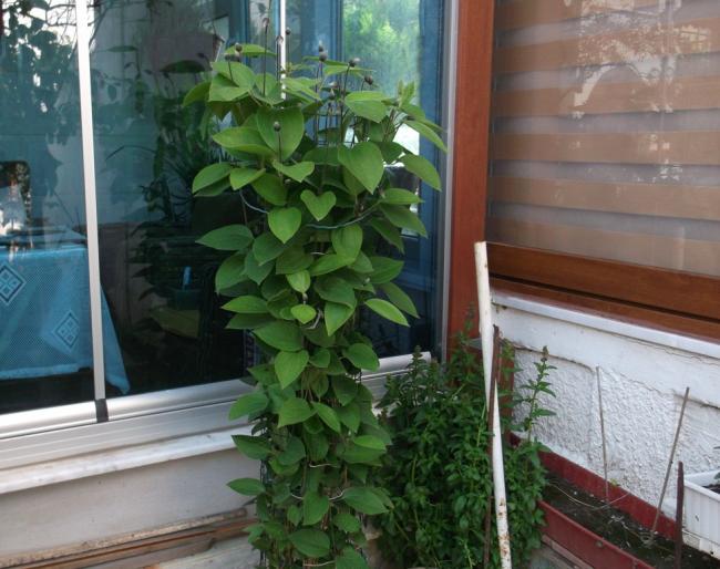 Name:  DSCF1718.jpg
Views: 328
Size:  53.8 KB