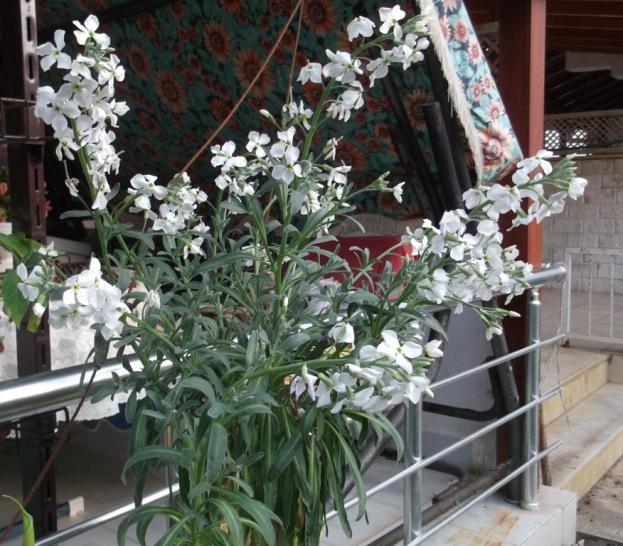 Name:  DSCF1743.jpg
Views: 320
Size:  71.5 KB