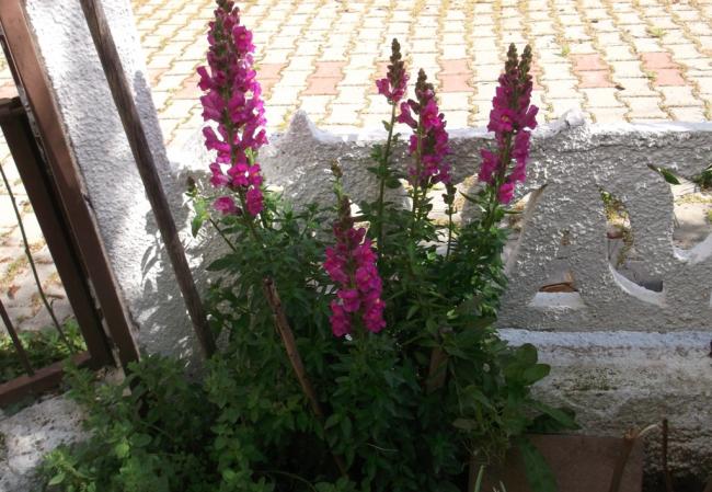 Name:  DSCF1729.jpg
Views: 314
Size:  61.6 KB