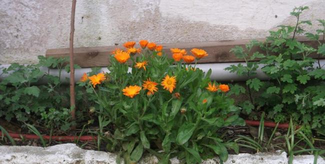 Name:  DSCF1727.jpg
Views: 307
Size:  42.7 KB