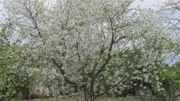 Name:  IMG_3893 (600 x 337).jpg
Views: 598
Size:  54.6 KB