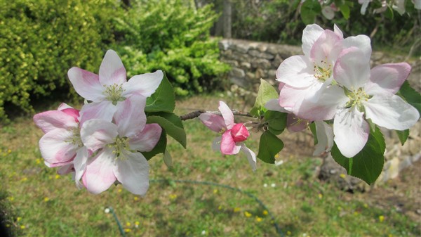 Name:  IMG_3899 (600 x 337).jpg
Views: 594
Size:  62.9 KB