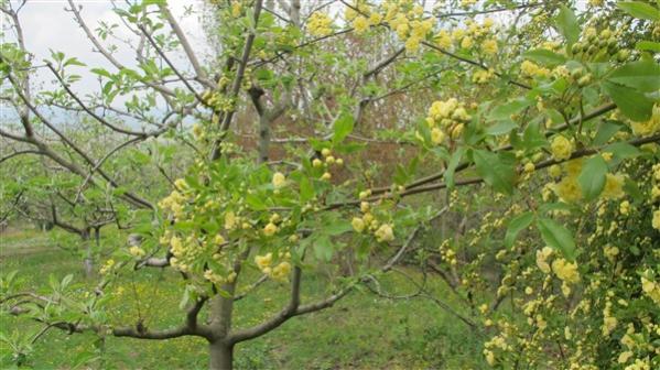 Name:  IMG_3910 (600 x 337).jpg
Views: 594
Size:  50.4 KB