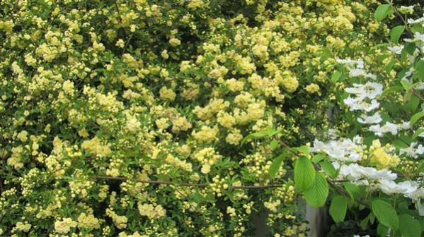 Name:  IMG_3903 (600 x 337).jpg
Views: 598
Size:  63.0 KB