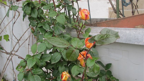 Name:  IMG_3913 (600 x 337).jpg
Views: 571
Size:  67.3 KB
