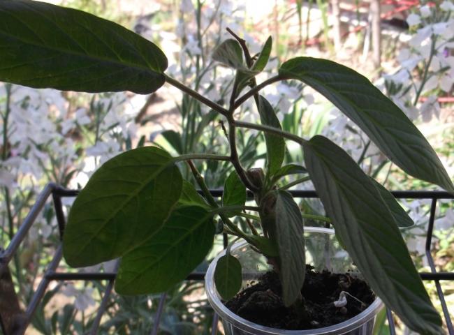 Name:  DSCF1766.jpg
Views: 741
Size:  52.1 KB