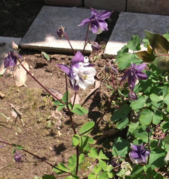 Name:  DSCF1774.jpg
Views: 743
Size:  75.4 KB