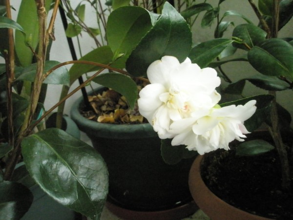 Name:  P3260367 (600 x 450).jpg
Views: 973
Size:  60.5 KB