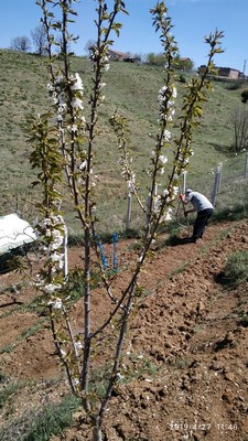 Name:  IMG_20190427_114648 (Copy).jpg
Views: 890
Size:  63.9 KB