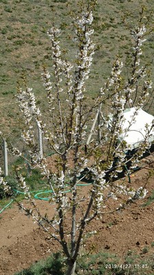 Name:  IMG_20190427_114702 (Copy).jpg
Views: 889
Size:  65.0 KB