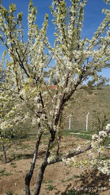 Name:  IMG_20190427_152828 (Copy).jpg
Views: 889
Size:  66.3 KB