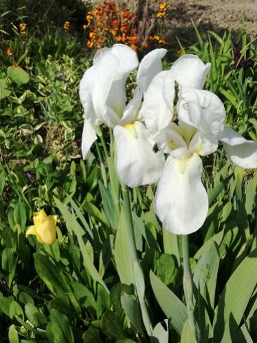 Name:  iris1.jpg
Views: 316
Size:  45.1 KB