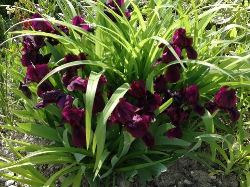 Name:  iris.jpg
Views: 323
Size:  51.1 KB