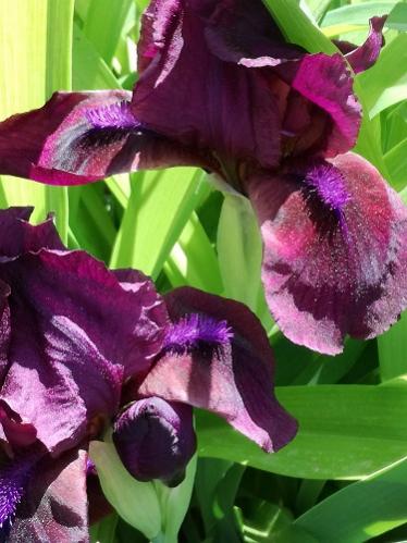 Name:  iris-.jpg
Views: 324
Size:  36.4 KB