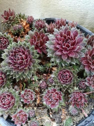 Name:  sempervivum.jpg
Views: 359
Size:  53.3 KB