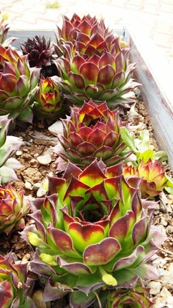 Name:  063.jpg
Views: 734
Size:  60.7 KB