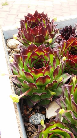 Name:  061.jpg
Views: 733
Size:  53.4 KB