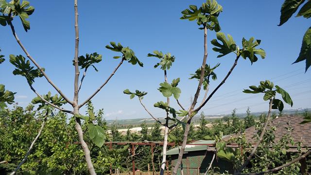 Name:  IMG_20190503_155421 (Copy).jpg
Views: 538
Size:  60.5 KB