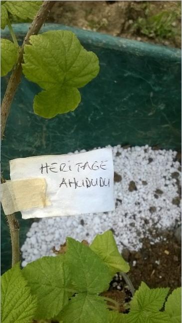 Name:  heritage ahududu 2019.jpg
Views: 606
Size:  37.7 KB