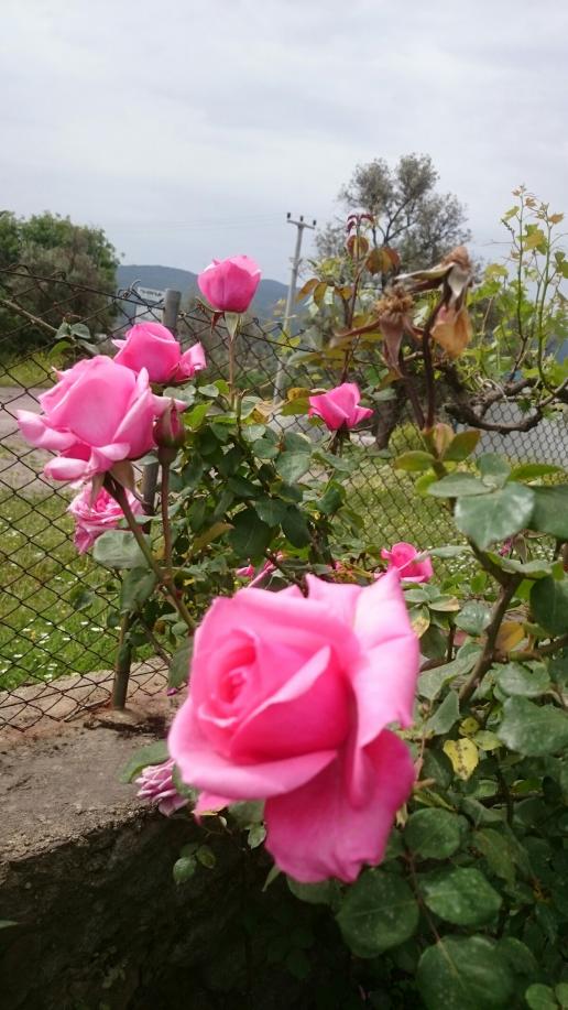 Name:  DSC_2860-1200x2133.jpg
Views: 250
Size:  76.8 KB