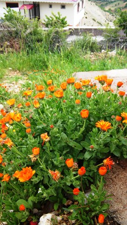 Name:  088.jpg
Views: 581
Size:  67.4 KB