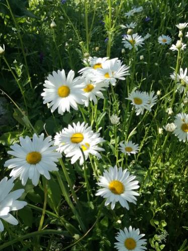 Name:  papatya.jpg
Views: 1022
Size:  47.7 KB