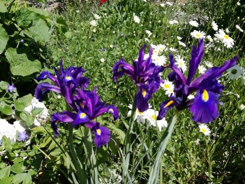 Name:  iris.jpg
Views: 1064
Size:  62.9 KB