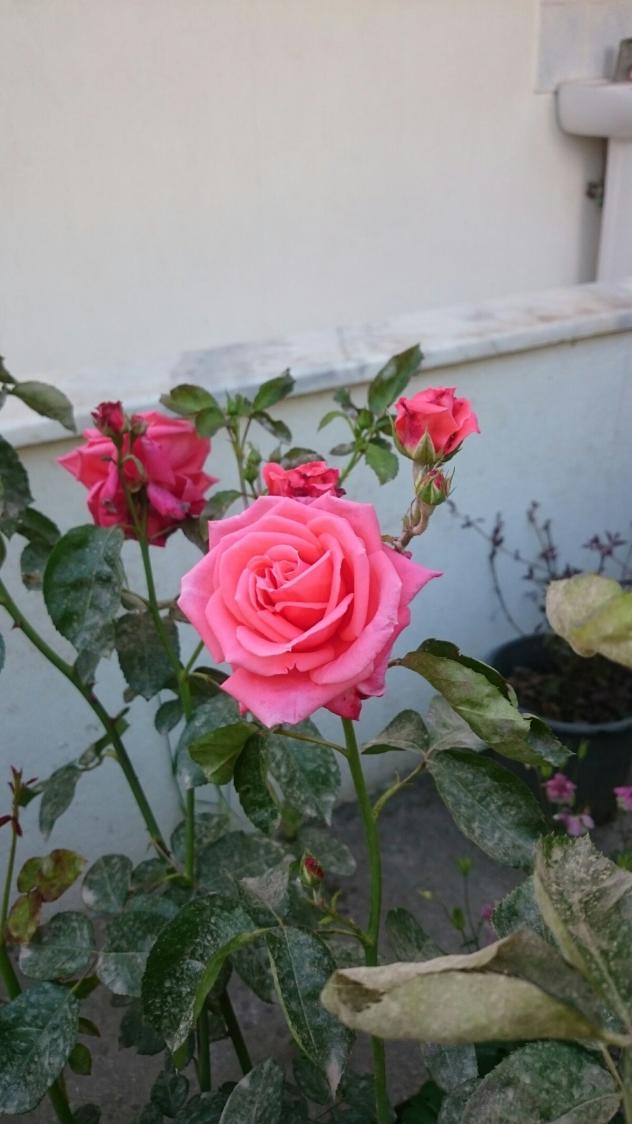 Name:  DSC_3028-1200x2133.jpg
Views: 178
Size:  70.5 KB