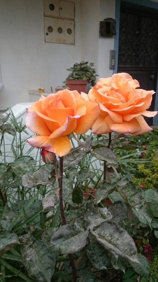 Name:  DSC_3120-1200x2133.jpg
Views: 160
Size:  76.0 KB