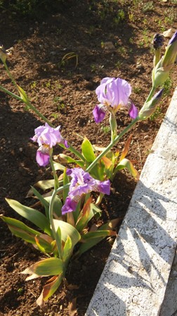 Name:  007.jpg
Views: 516
Size:  62.0 KB