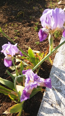 Name:  008.jpg
Views: 525
Size:  64.1 KB