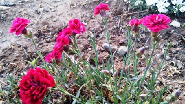 Name:  028.jpg
Views: 510
Size:  63.8 KB