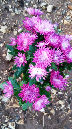 Name:  181.jpg
Views: 507
Size:  63.9 KB