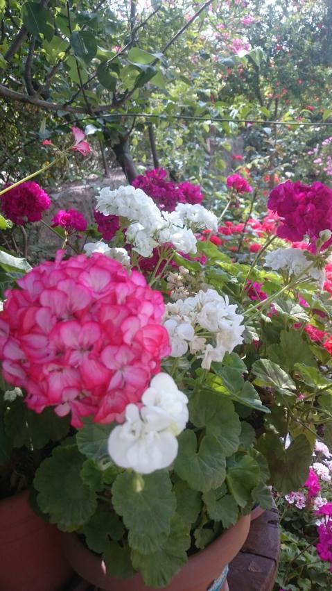 Name:  DSC_3380-1200x2133.jpg
Views: 264
Size:  80.3 KB
