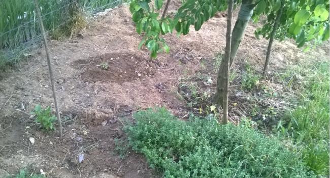 Name:  bahe temizlik 26.05.2019.jpg
Views: 371
Size:  63.2 KB