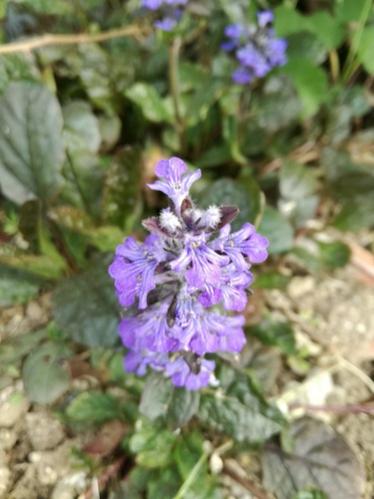 Name:  ajuga.jpg
Views: 1278
Size:  29.5 KB