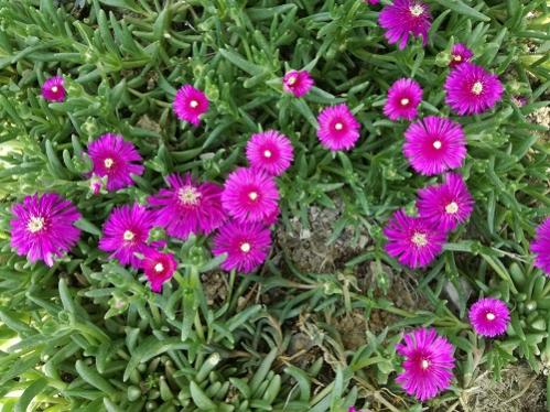 Name:  delosperma c..jpg
Views: 1417
Size:  53.5 KB