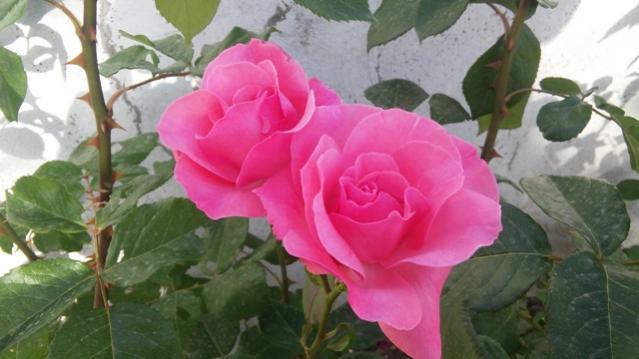 Name:  139.jpg
Views: 451
Size:  34.7 KB