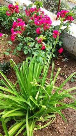 Name:  025.jpg
Views: 370
Size:  33.7 KB