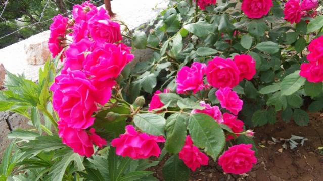 Name:  019.jpg
Views: 361
Size:  49.9 KB