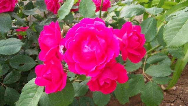 Name:  020.jpg
Views: 366
Size:  36.2 KB