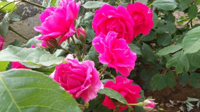 Name:  021.jpg
Views: 363
Size:  41.5 KB