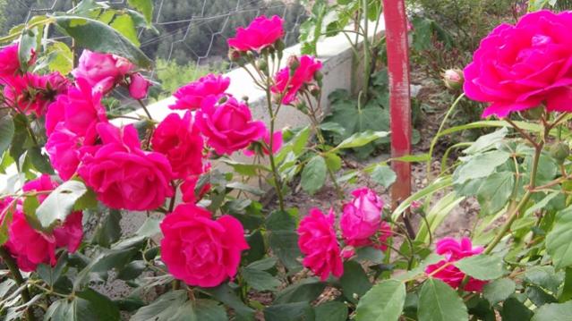 Name:  022.jpg
Views: 370
Size:  52.2 KB