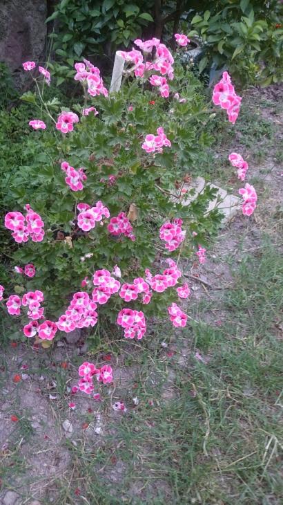 Name:  DSC_3361-1200x2133.jpg
Views: 206
Size:  80.8 KB