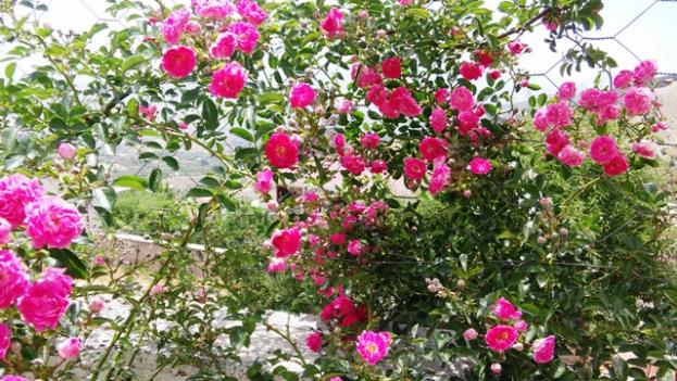 Name:  014.jpg
Views: 328
Size:  70.9 KB
