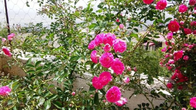 Name:  015.jpg
Views: 332
Size:  71.5 KB