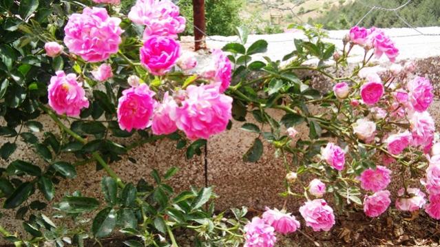 Name:  016.jpg
Views: 317
Size:  65.1 KB